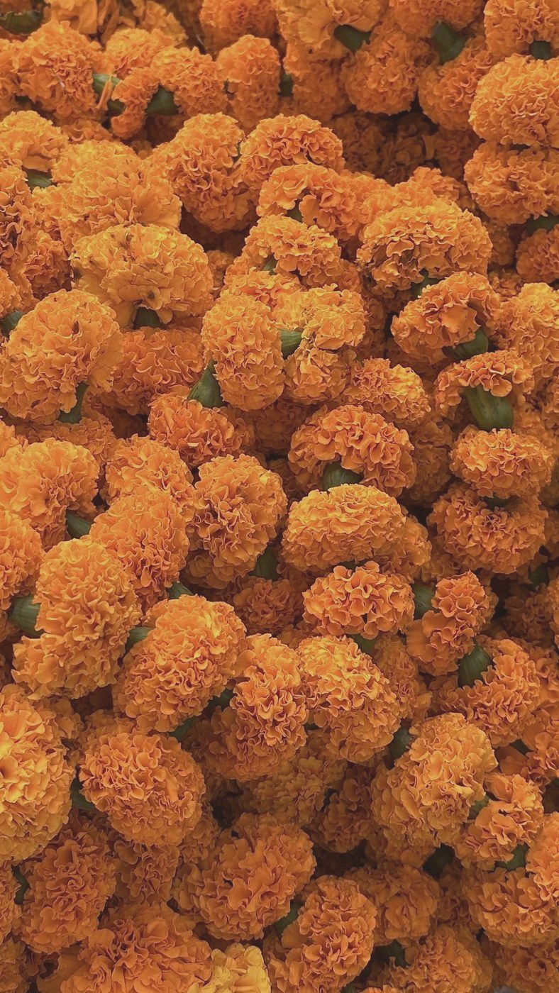Orange Ringelblumen, in Indien Blumen für Geschenke und Feste